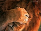Tiger hiding its head